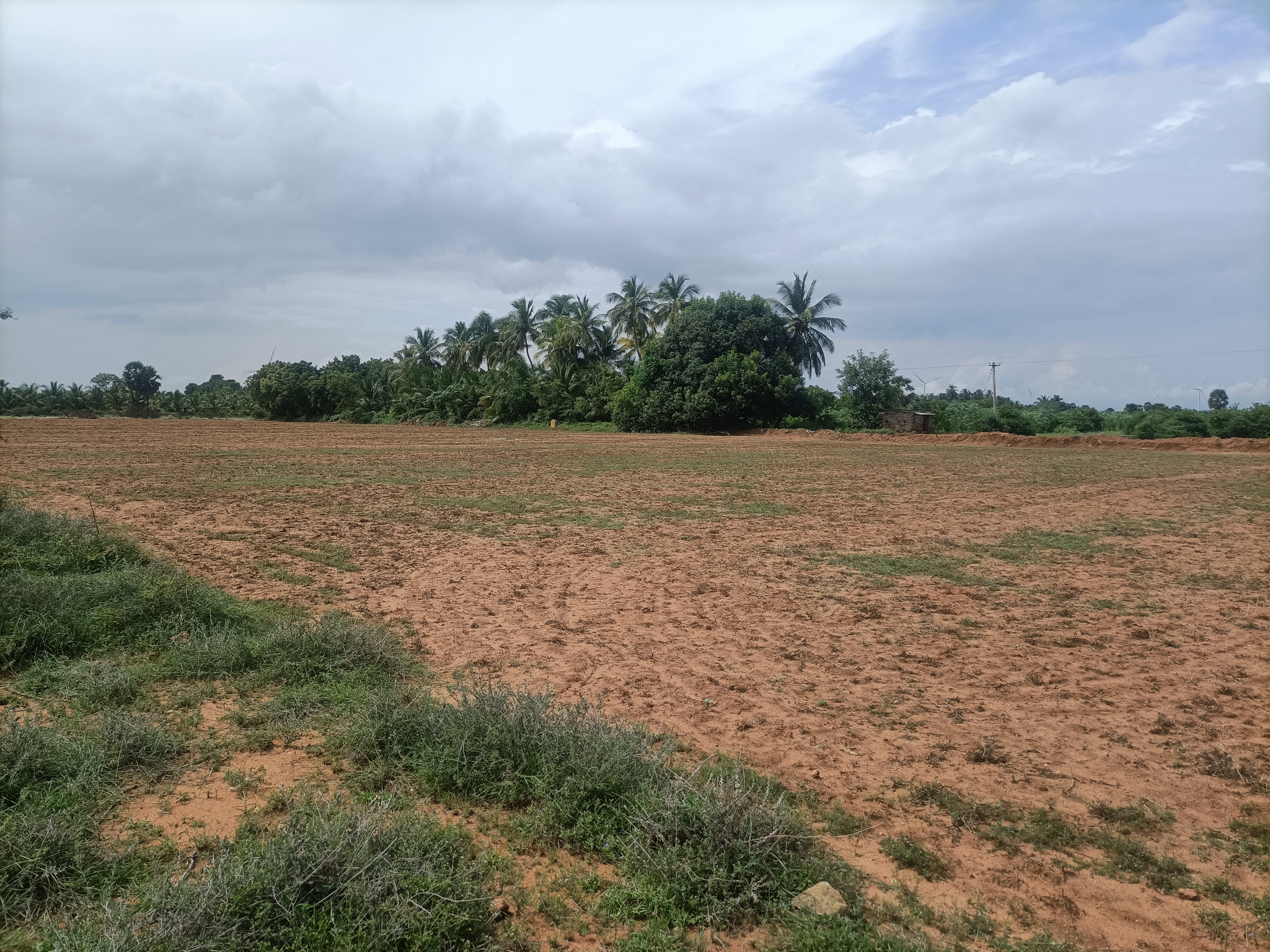 A freshly prepared field stretching toward a stand of palms and trees beneath an overcast sky