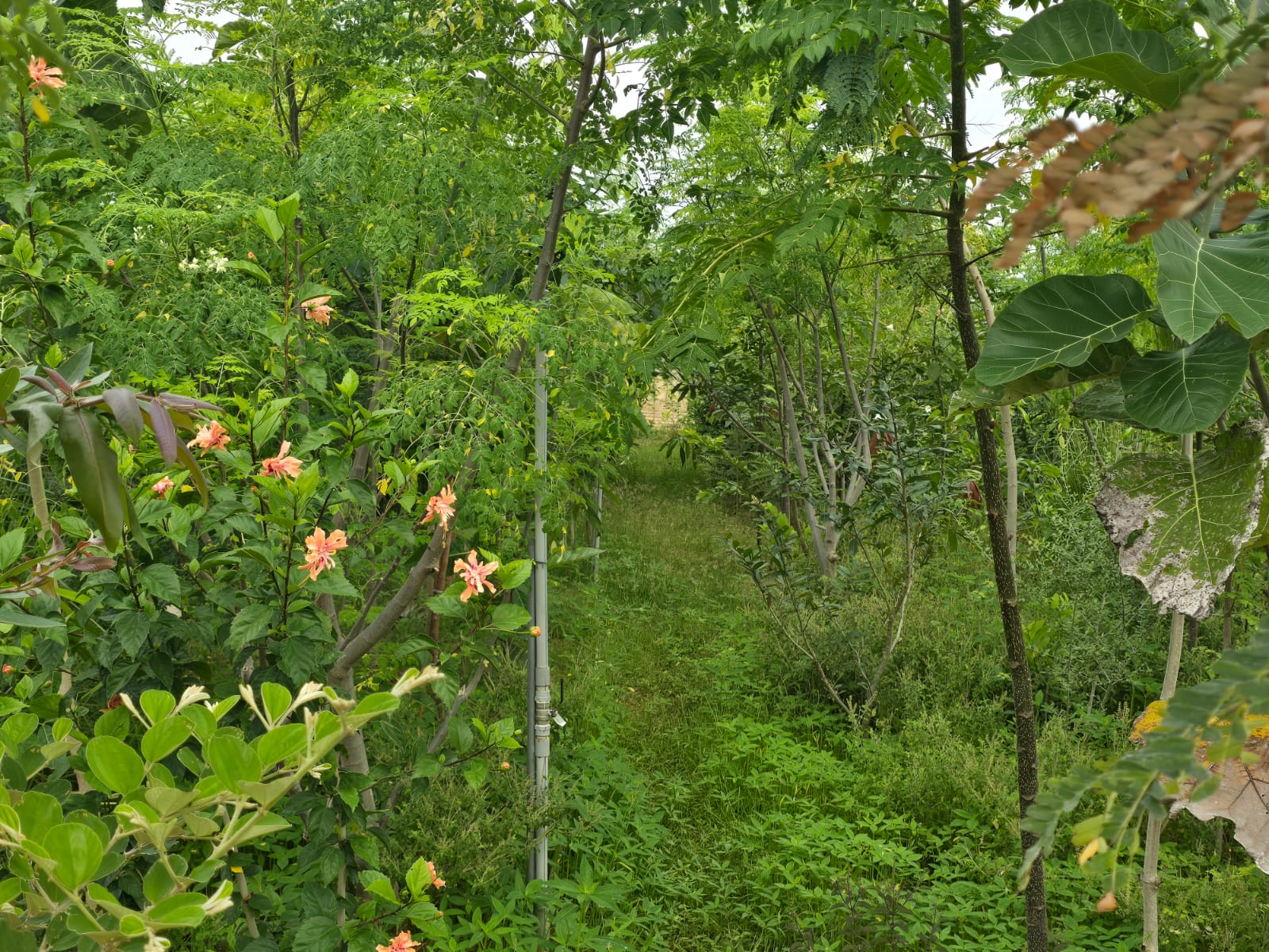 Dense green canopy of mixed tree species with orange hibiscus flowers in the foreground