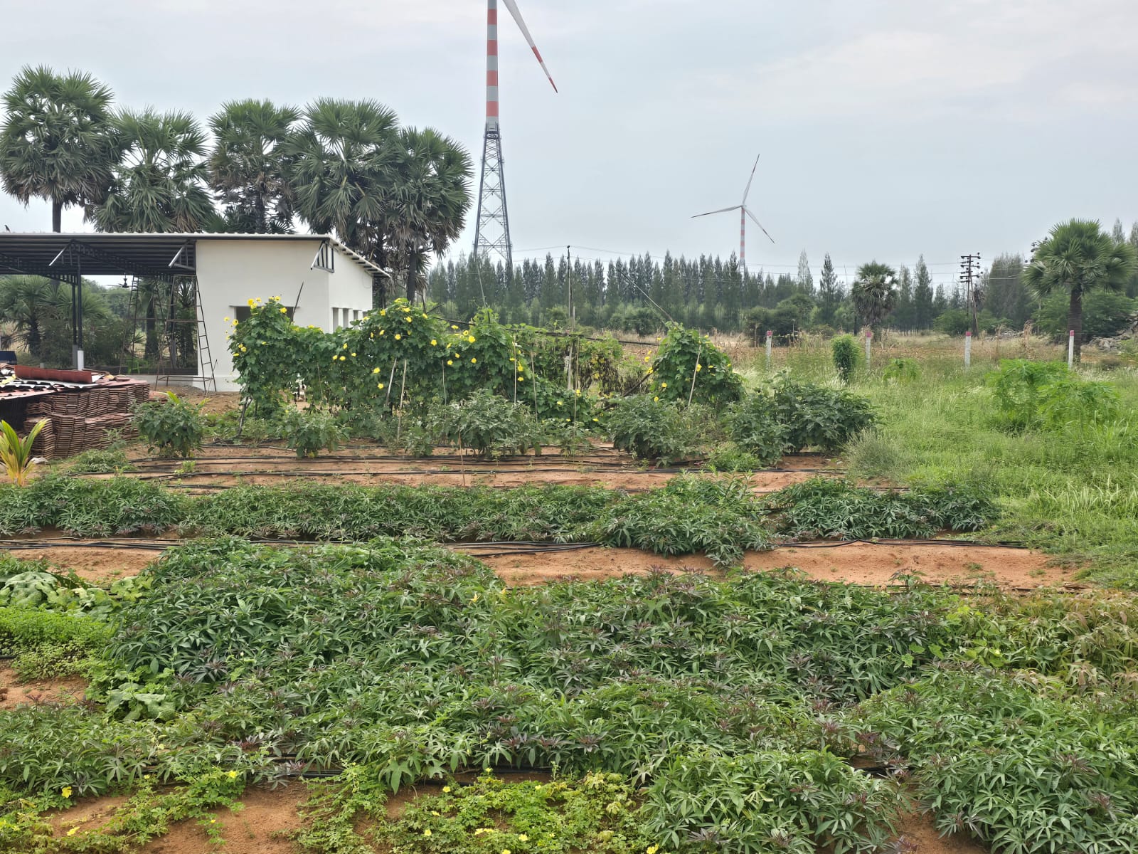 Rows of vegetable beds and trellised vines next to a farm building