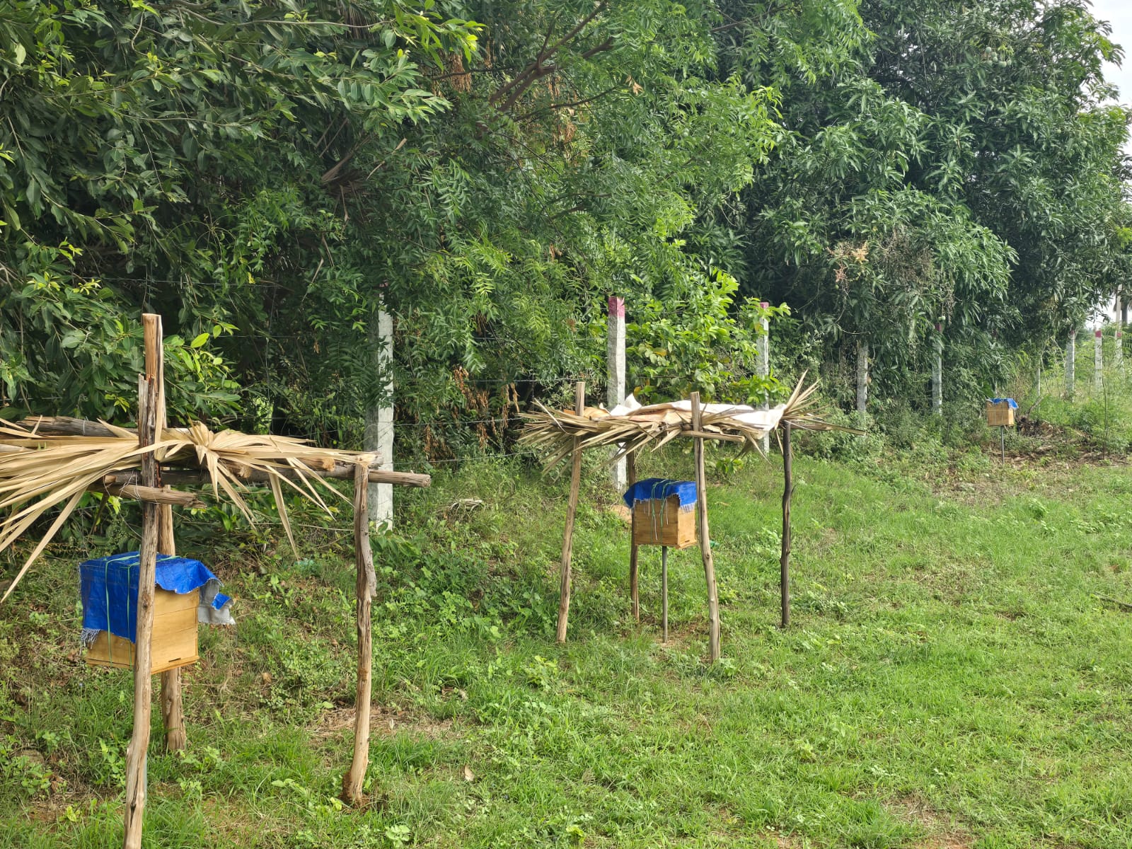 Two wooden beehive boxes raised on stilts with palm-leaf rain covers
