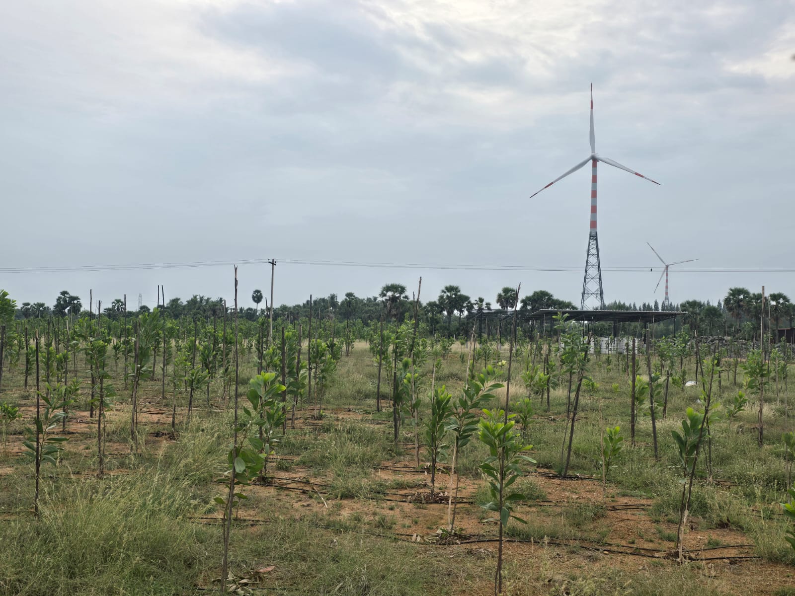 Rows of young saplings with stakes, a packing shed and wind turbine behind