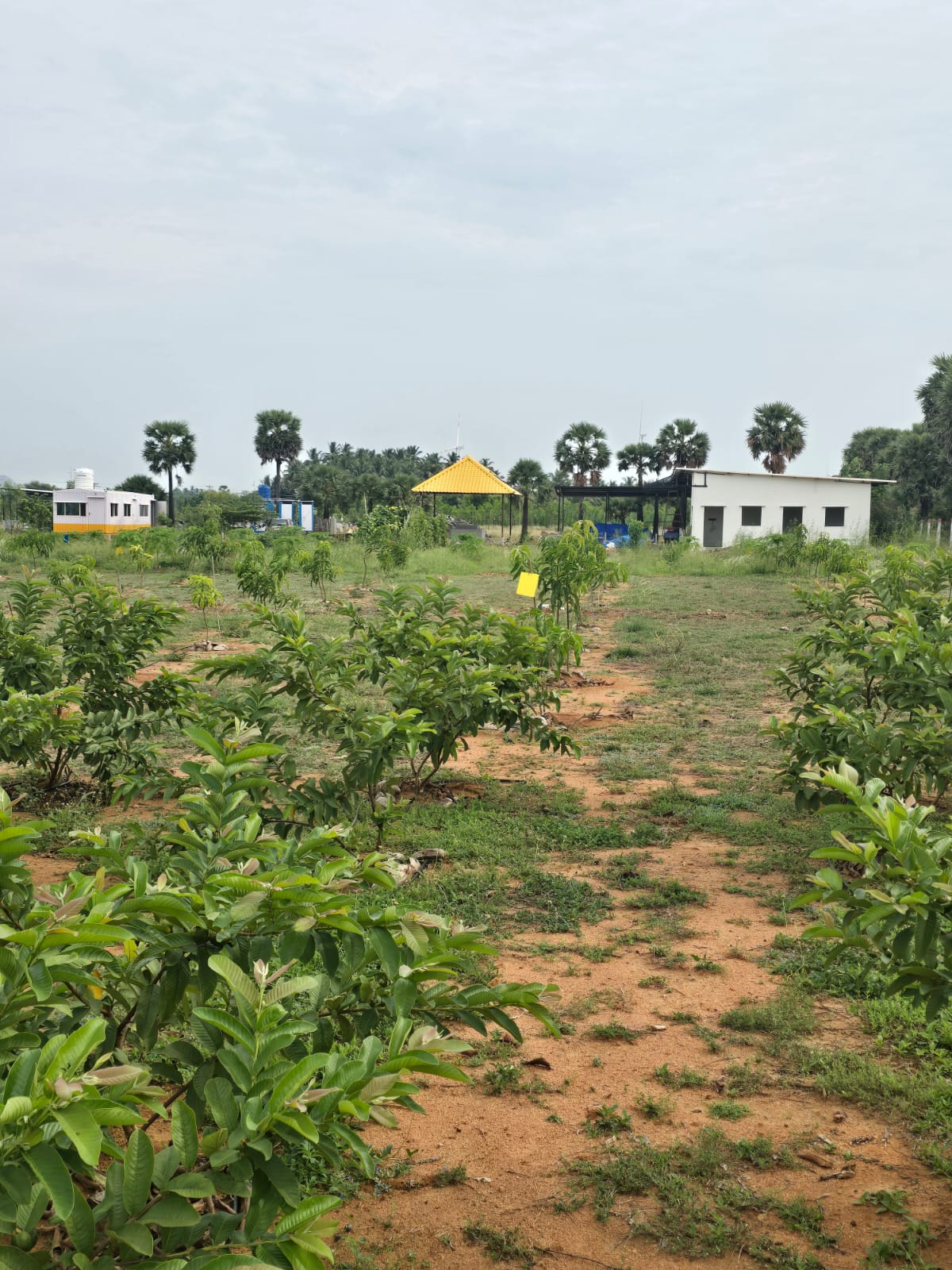 Farm buildings, container home and field offices visible across the orchard block