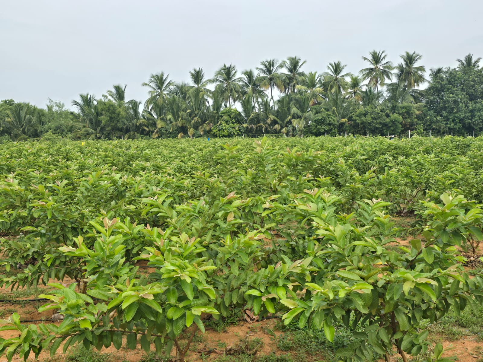Dense mature orchard with coconut palms in the background